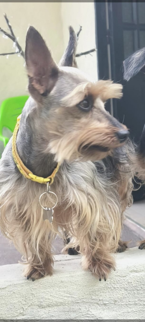 Max