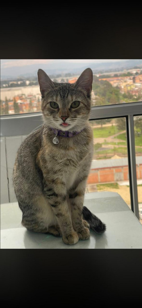 Nala