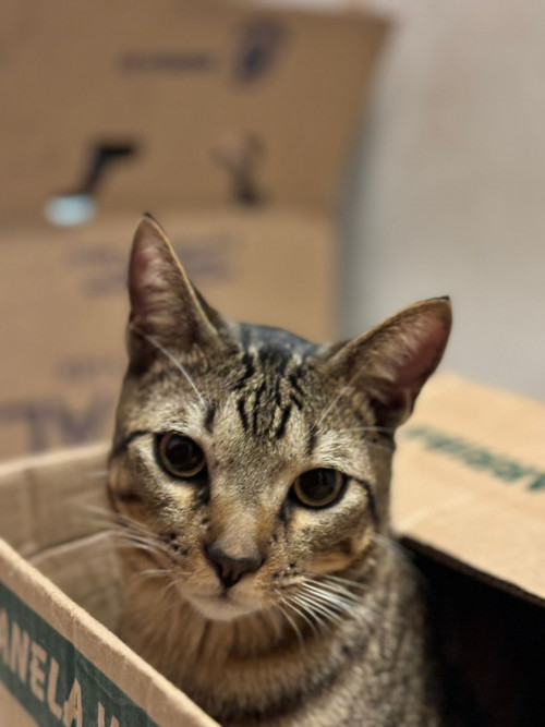 Gato