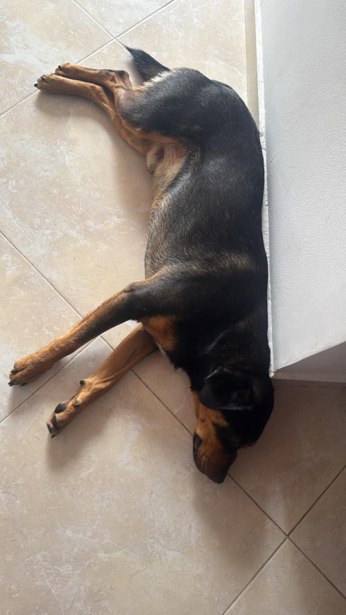 Chucho