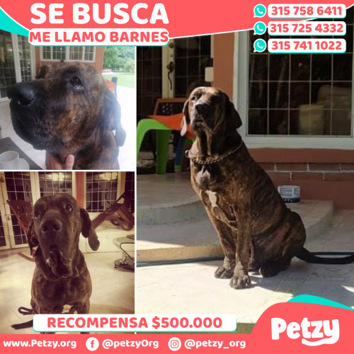 Foto de mascota Barnes