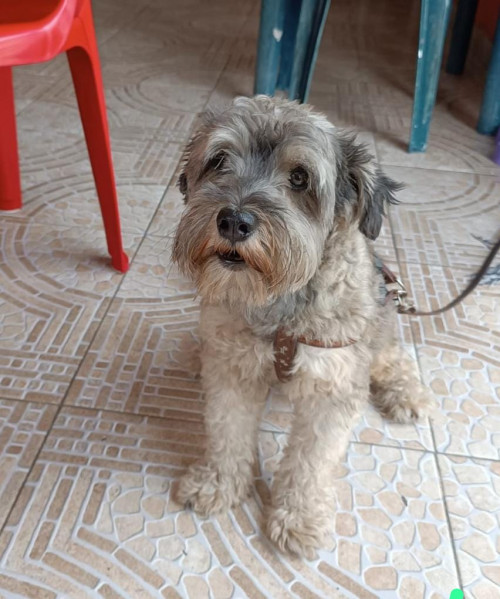 Bruno