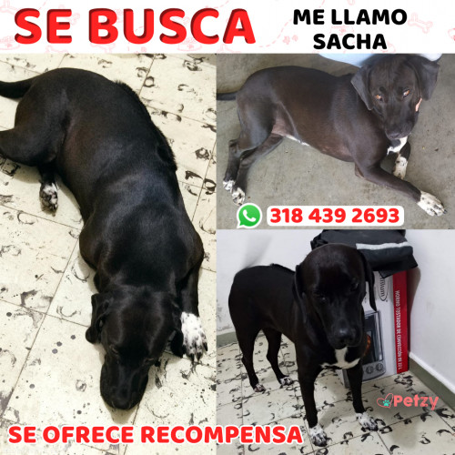 Foto de mascota Sacha