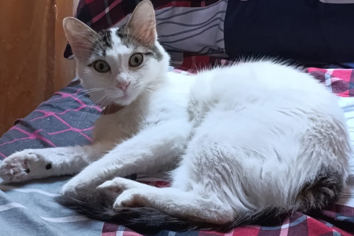 Mizu