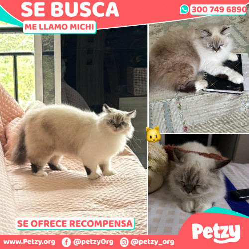 Foto de mascota Michi