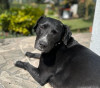 Foto de Atenea en  Bogotá #0