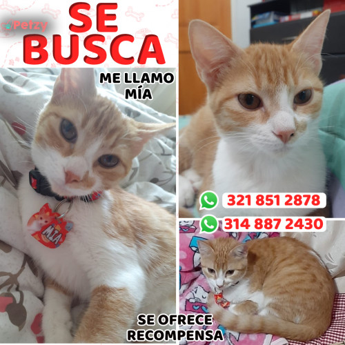 Foto de mascota Mía