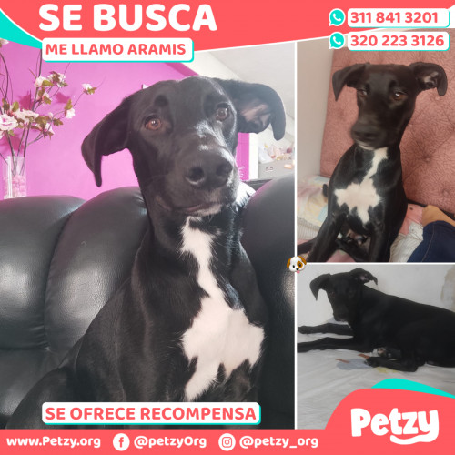 Foto de mascota Aramis 