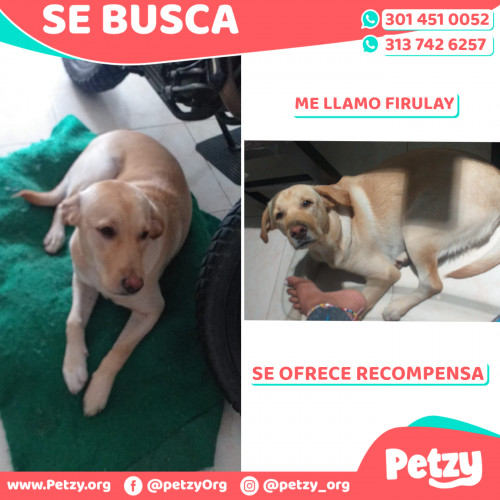 Foto de mascota Firulay