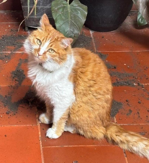 Mateo