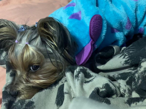 Lulú