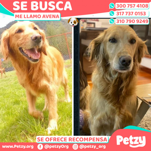 Foto de mascota Avena