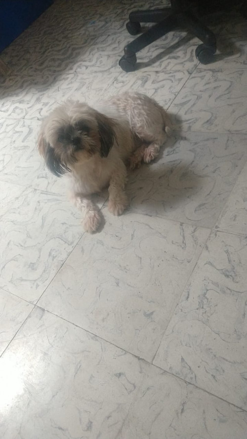 Canela
