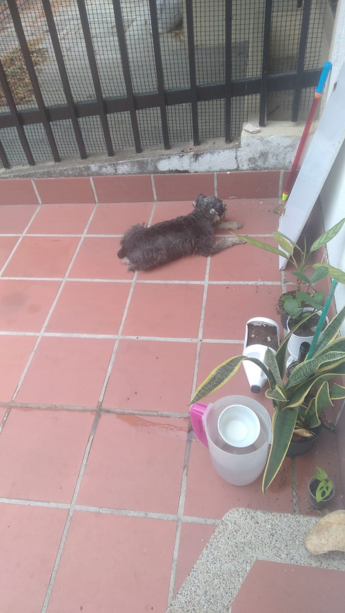 Zeus O Tony