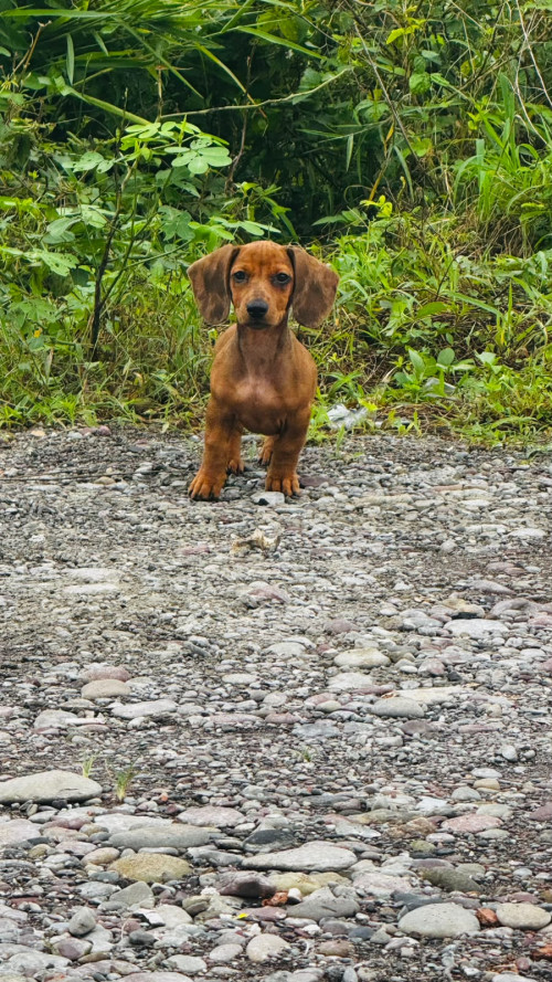 Canelo