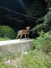 Foto de Zeus en Floridablanca Santander #2