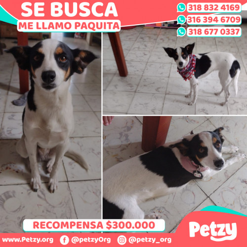 Foto de mascota Paquita