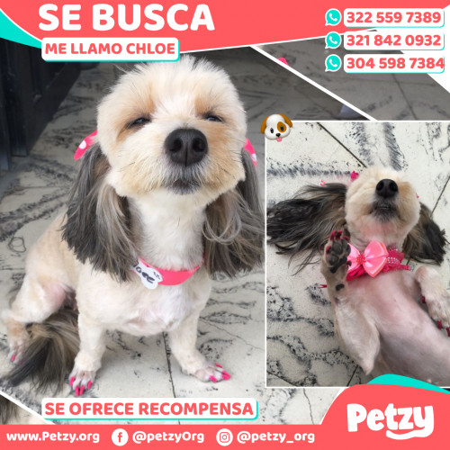 Foto de mascota Chloe