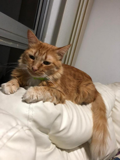 Whisky