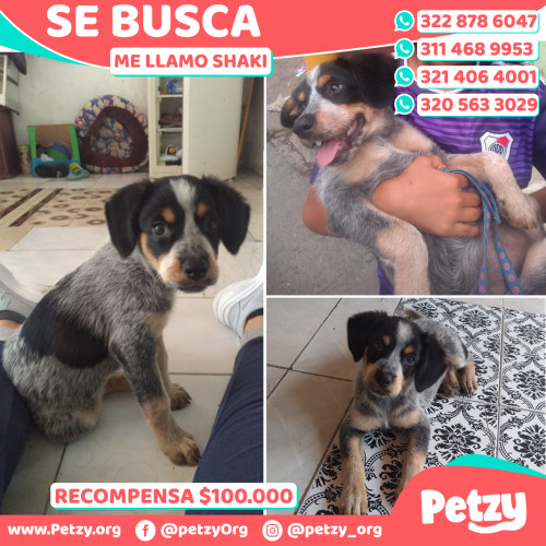 Foto de mascota Shaki