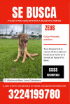 Foto de Zeus en Villavicencio Meta #0