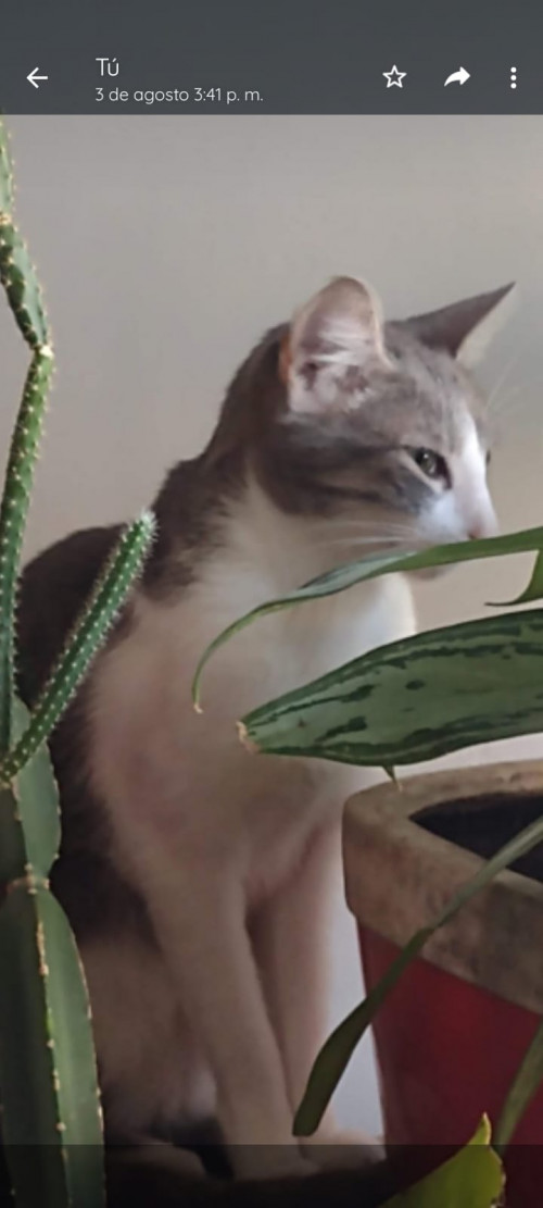 Dulce