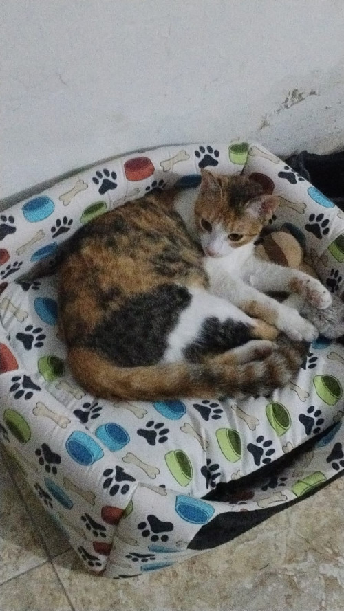 Nala