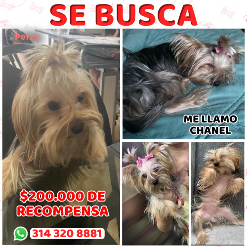 Foto de mascota Chanel