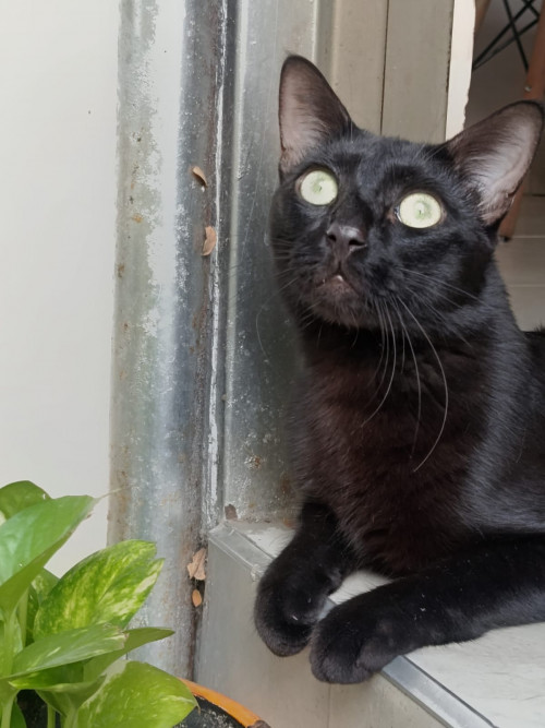 Titi