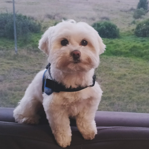 Max
