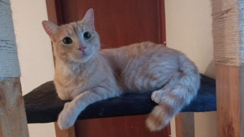 Simba