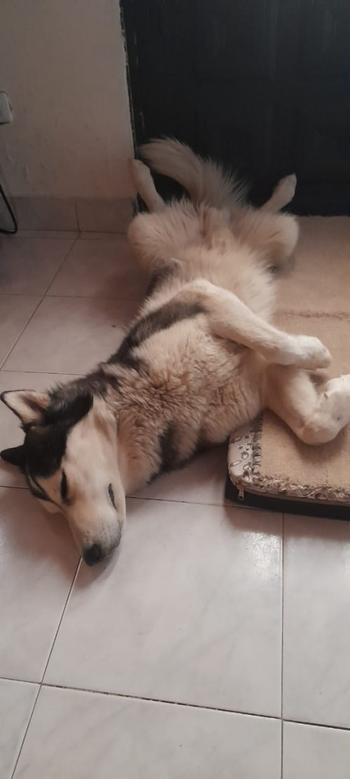 Balto