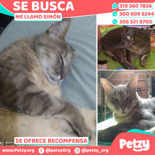 Foto de mascota Simón