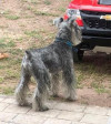 Foto de Pepino en Durango Durango #2