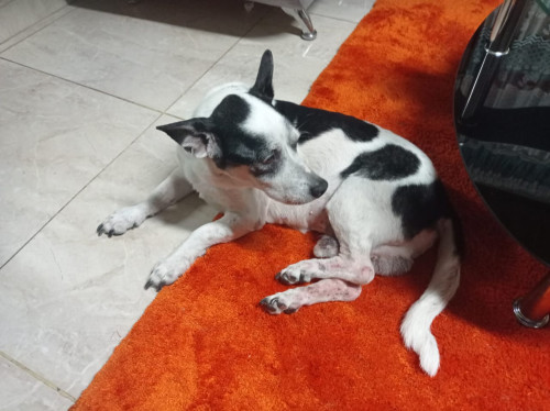 Manolo