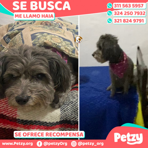 Foto de mascota Haia