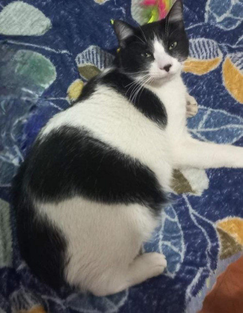 Oreo