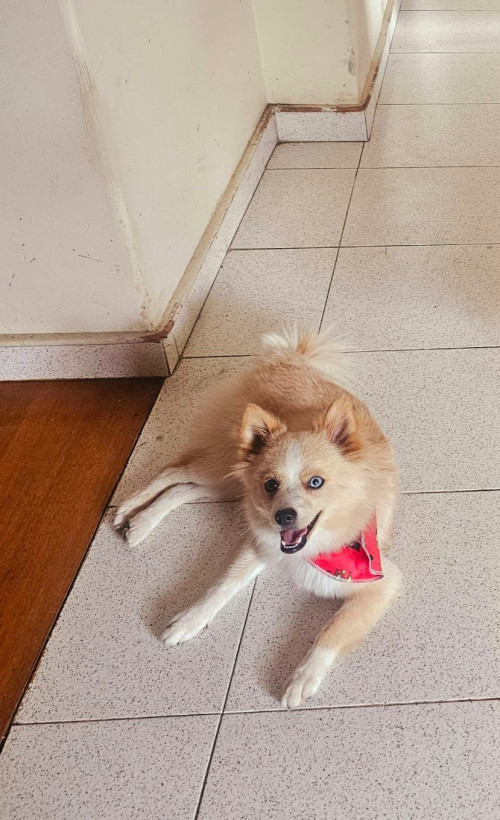 Ari