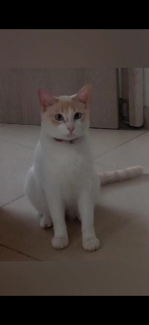 Poli