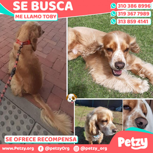 Foto de mascota Toby