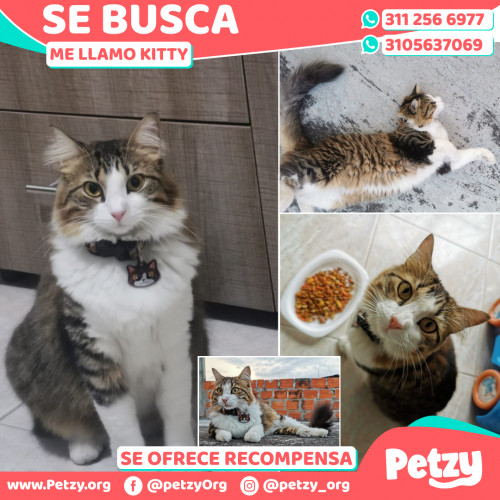 Foto de mascota Kitty