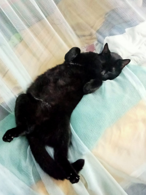 Negra