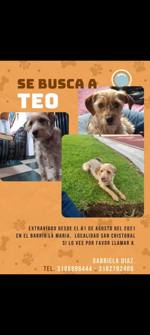 Teo