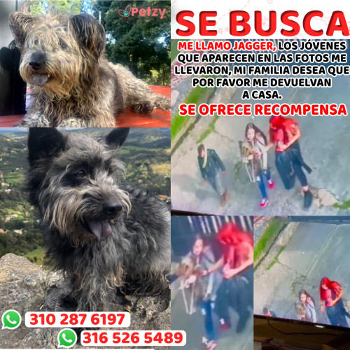 Foto de mascota Jagger