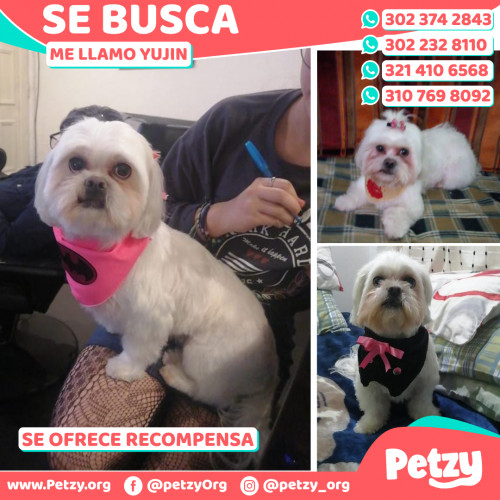 Foto de mascota Yujin
