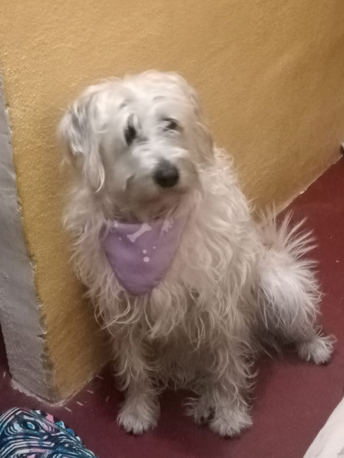 Sacha