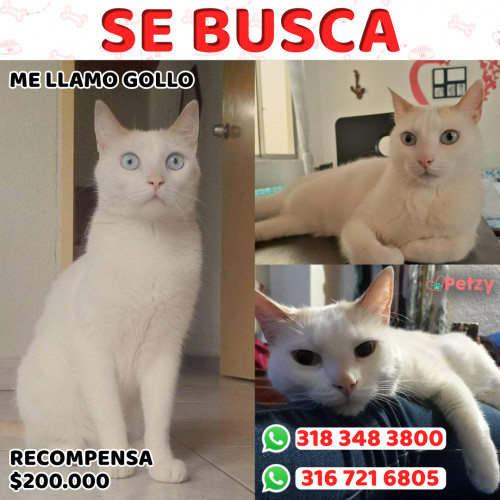 Foto de mascota Gollo