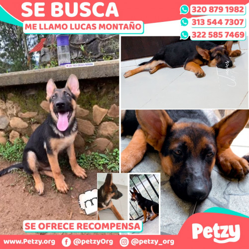 Foto de mascota Lucas Montaño