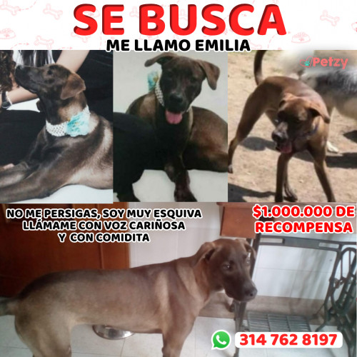 Foto de mascota Emilia