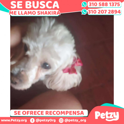 Foto de mascota Shakira